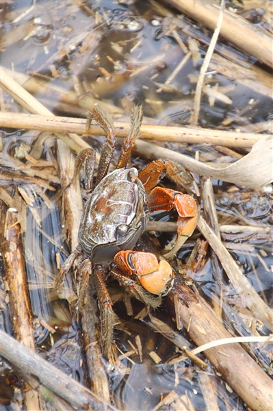 SuncheonBay_Wetland__0185_3000_m.jpg