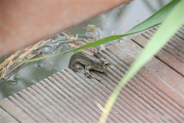 SuncheonBay_Wetland__0186.jpg