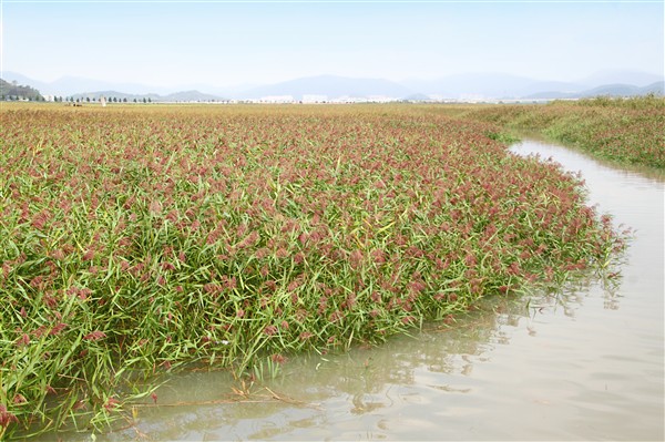 SuncheonBay_Wetland__0187_m.jpg