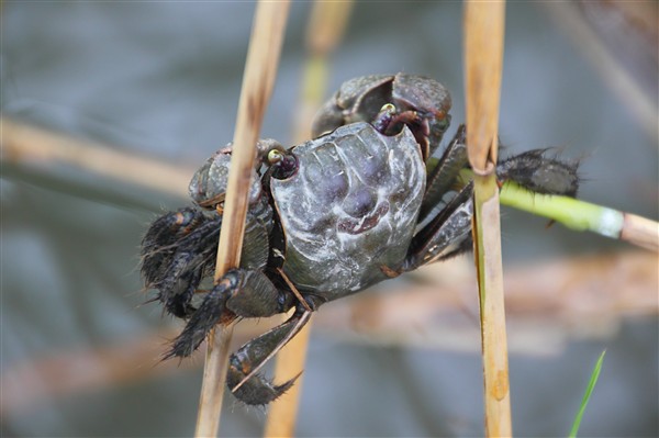 SuncheonBay_Wetland__0193_m.jpg