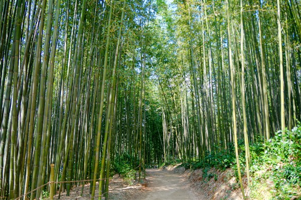 bamboo_DSC04567.jpg