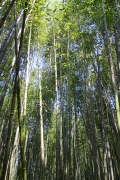 JukonkwonBambooForest__0367_m