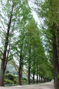 MetasequoiaRoad__0377_m