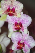 Mokpo_HyundaiHotel_Orchids_0345_m