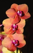 Mokpo_HyundaiHotel_Orchids_0351_m