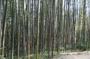 bamboo_DSC04578