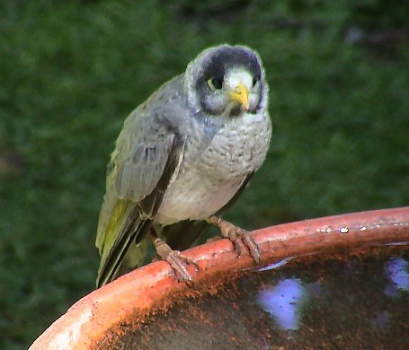 Australian Birds on Australian Birds   Backyard Birds