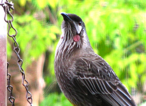 Australian Birds on Australian Birds   Backyard Birds