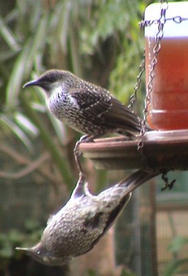 Birds Nest Australian Birdsbackyard Birds