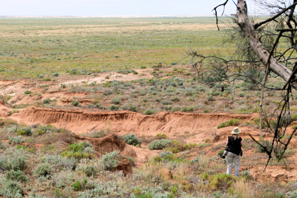 P1020305_mungo.jpg