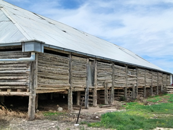 P1020336_mungo.jpg