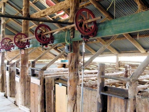 P1020352_mungo.jpg