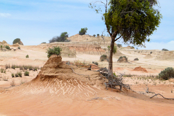 P1020365_mungo.jpg