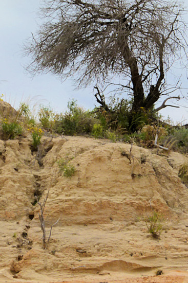 P1020392_mungo.jpg
