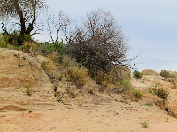 P1020393_mungo.jpg