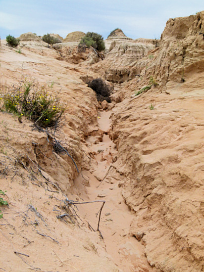 P1020400_mungo.jpg