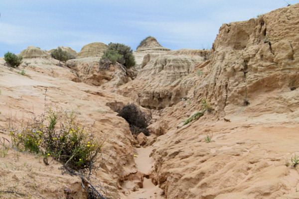 P1020403_mungo.jpg