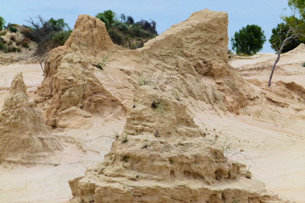 P1020408_mungo.jpg