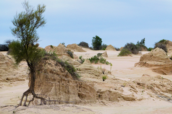 P1020413_mungo.jpg