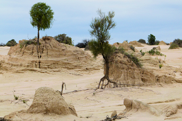 P1020415_mungo.jpg