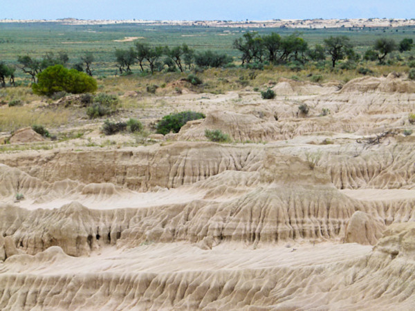 P1020425_mungo.jpg