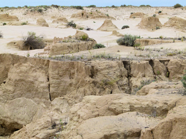 P1020429_mungo.jpg