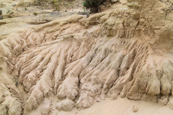 P1020430_mungo.jpg