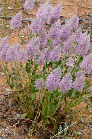 P1020438_mungo.jpg
