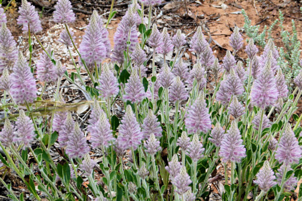 P1020441_mungo.jpg