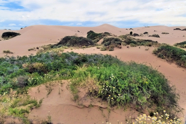 P1020457_mungo.jpg
