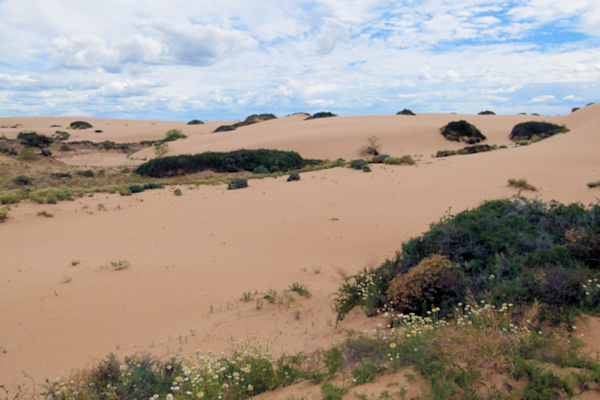P1020461_mungo.jpg