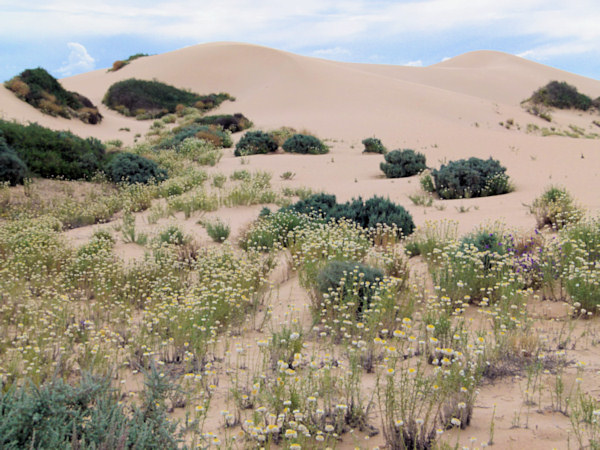 P1020464_mungo.jpg