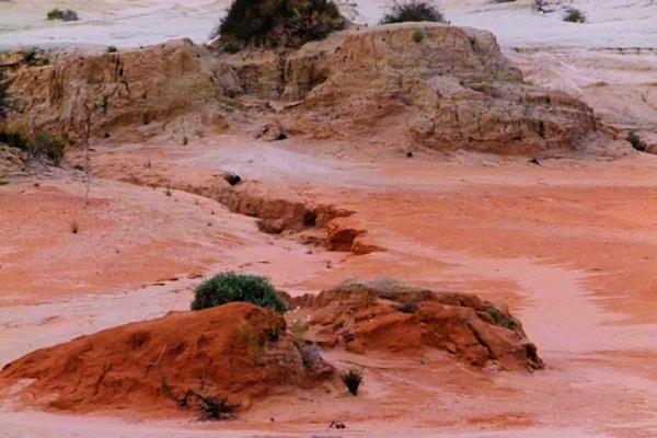 P1020496_mungo.jpg