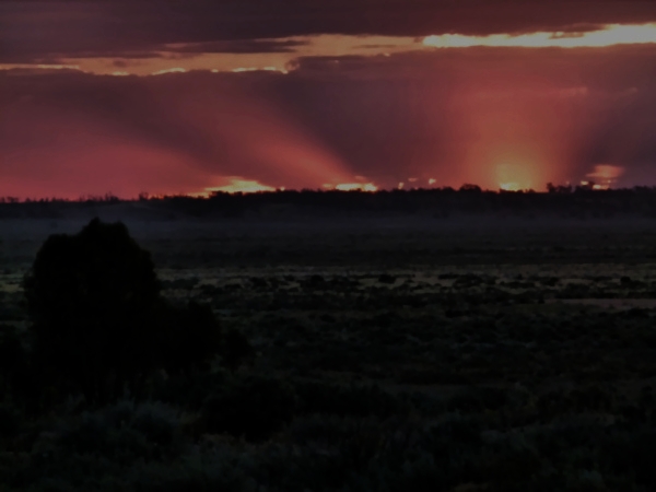 P1020507_mungo.jpg