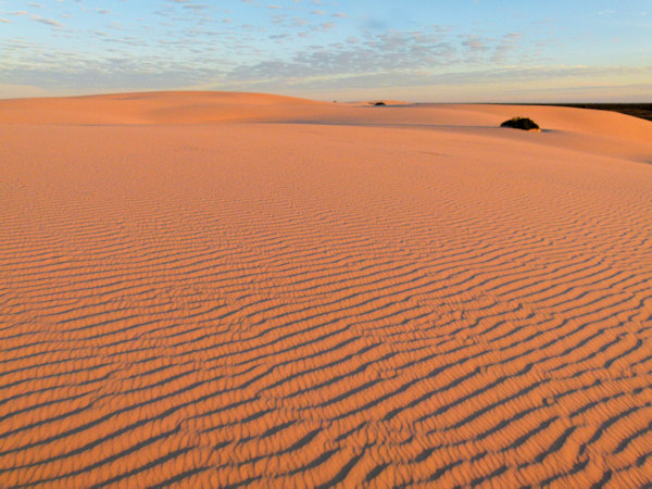 P1020577_mungo.jpg