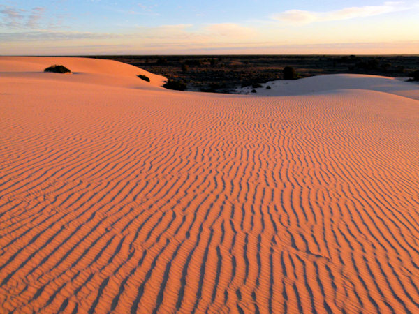 P1020578_mungo.jpg