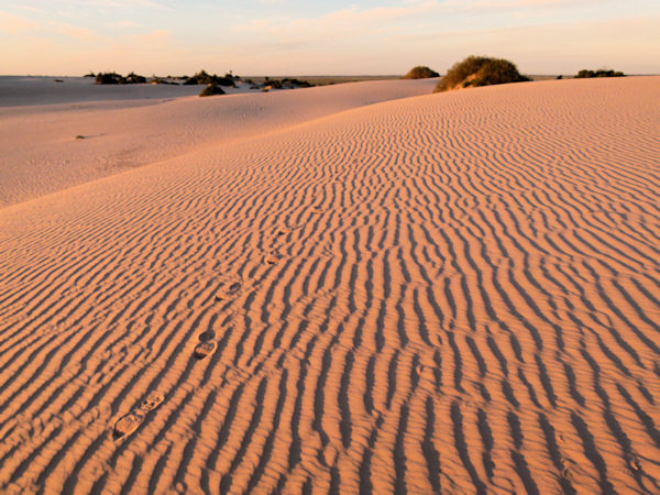 P1020579_mungo.jpg