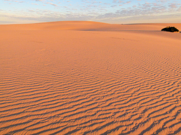 P1020581_mungo.jpg