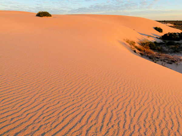 P1020582_mungo.jpg