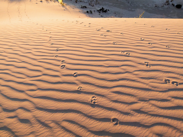 P1020584_mungo.jpg