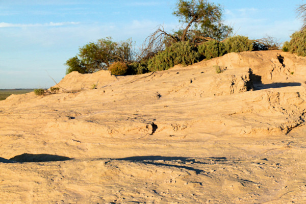 P1020590_mungo.jpg