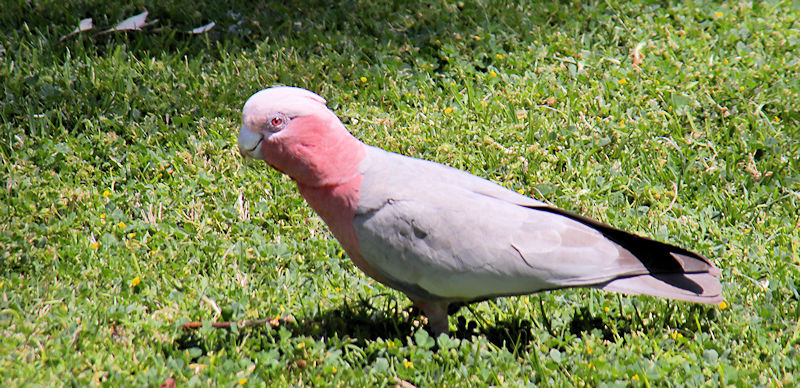 Galah, Alice Springs