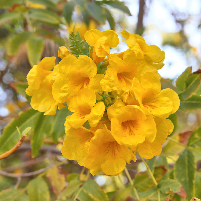 Flowers in the town, Alice Springs