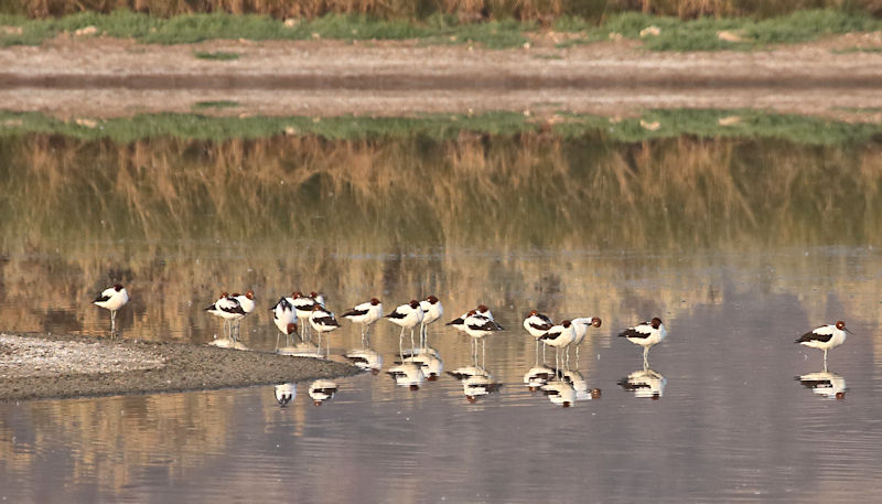 Avocet & Black-winged Stilt, Alice Springs