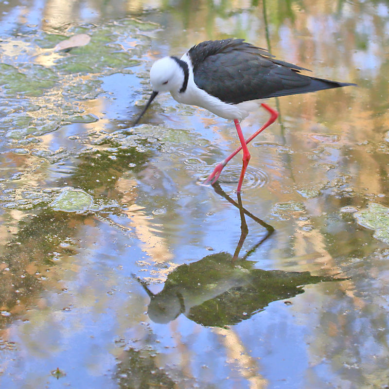 Black-winged Stilt, Alice Springs