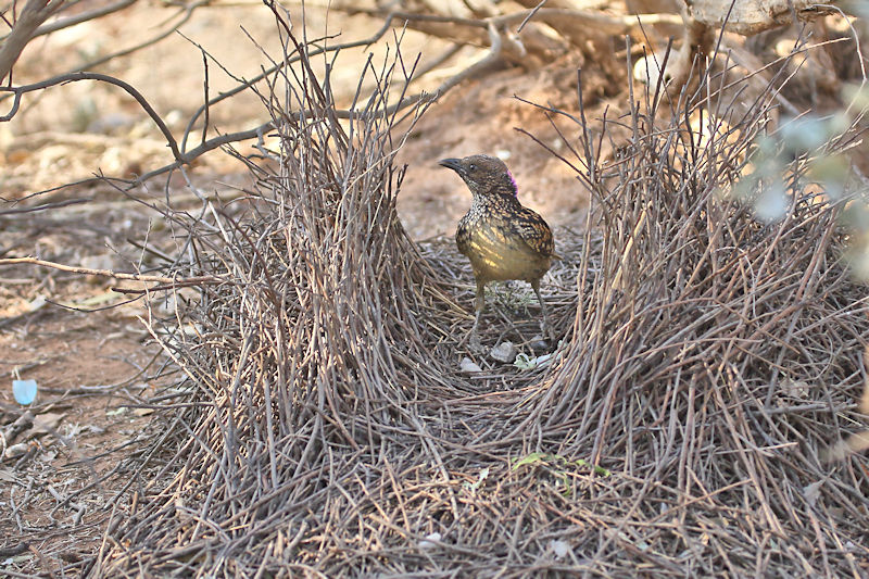 Western Bowerbird, Alice Springs