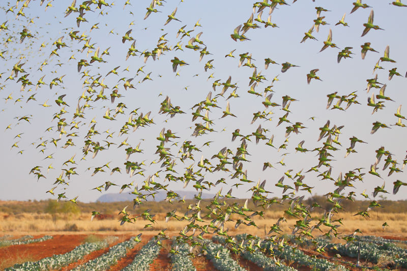 Budgerigars - Alice Springs