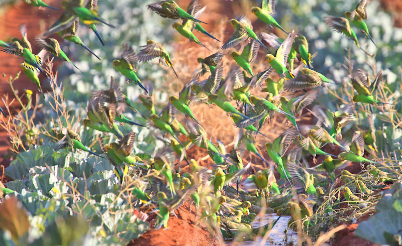 Budgerigars - Alice Springs