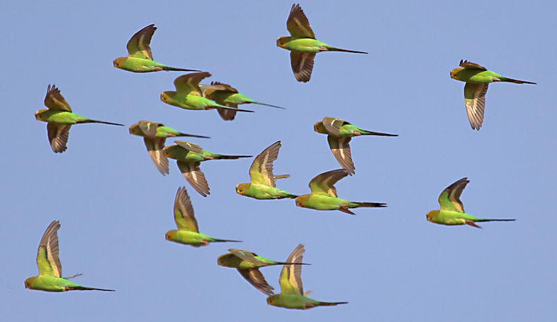 Budgerigars - Alice Springs