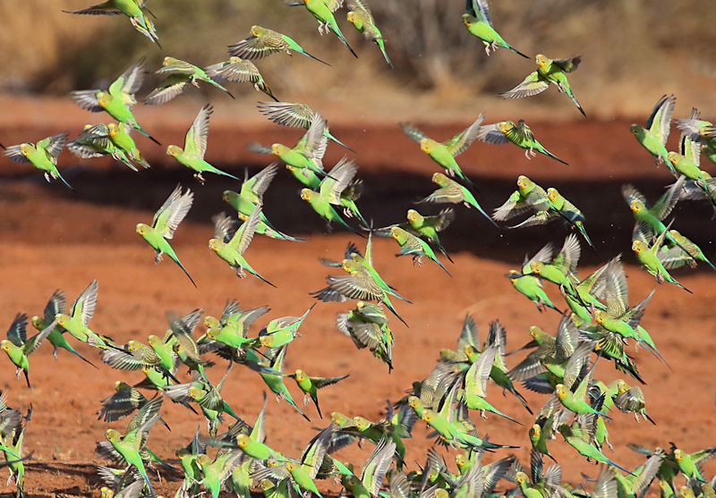 Budgerigars - Alice Springs